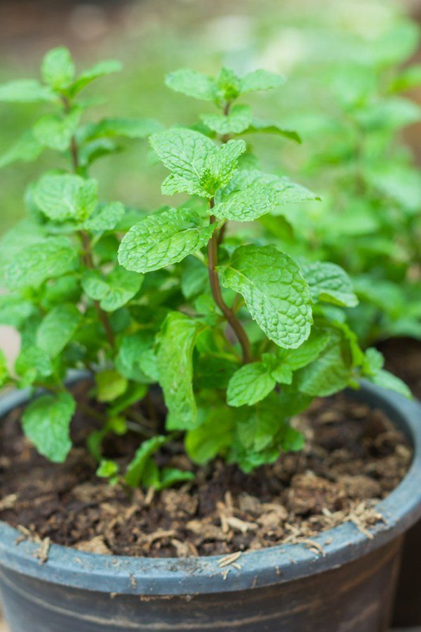 6 loại rau thơm thảo mộc dễ trồng và chăm sóc tại nhà - húng bạc hà