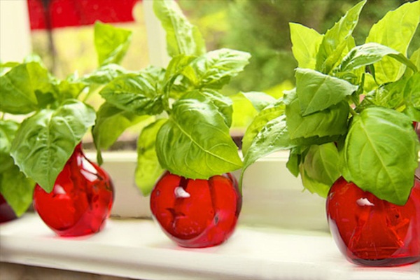 6 loại rau thơm thảo mộc dễ trồng và chăm sóc tại nhà - rau húng quế