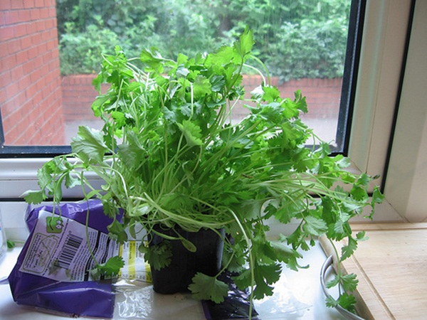 6 loại rau thơm thảo mộc dễ trồng và chăm sóc tại nhà - cây rau mùi