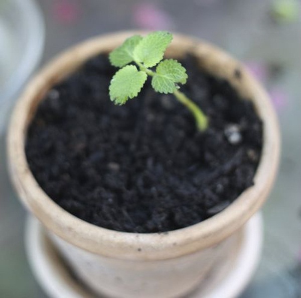 6 loại rau thơm thảo mộc dễ trồng và chăm sóc tại nhà- trồng rau tía tô