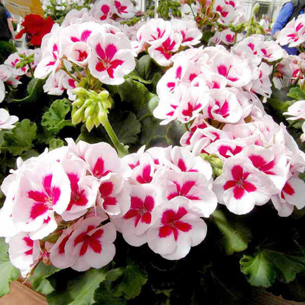 Những loài hoa đẹp và dễ trồng nhất cho nhà phố