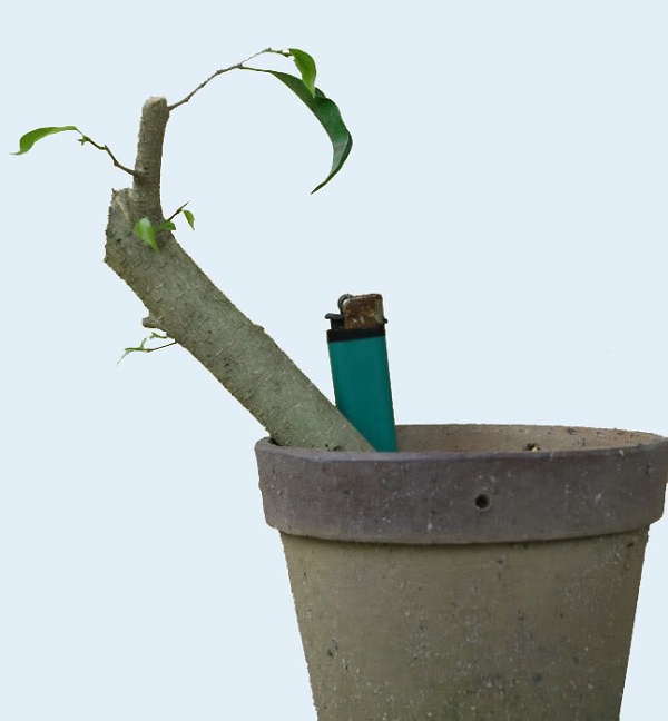 Bạn cũng có thể giâm cành để trồng bonsai cây ăn quả