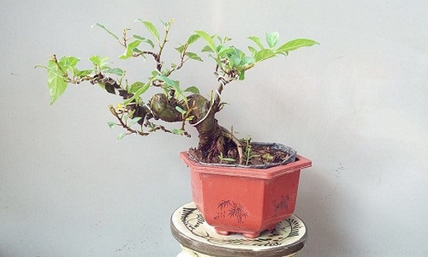 Cây Sung bonsai
