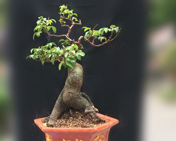 Cây Khế bonsai