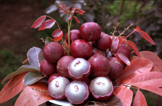 Các loại cây ăn quả quý hiếm giá trị cao tại Việt Nam