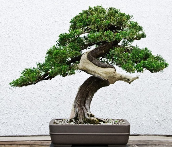 Để cây bonsai phát triển sung sức thì cần làm đất trồng bonsai phù hợp với từng loại cây