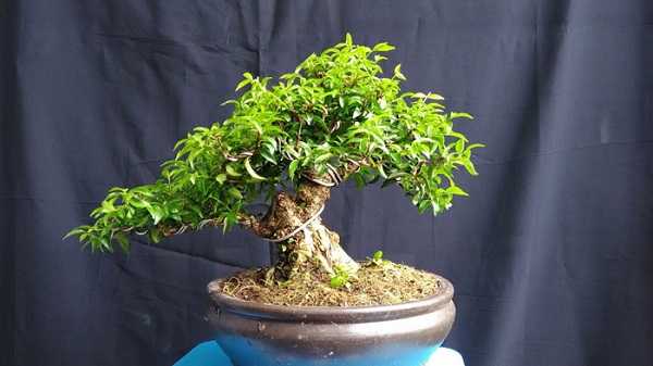 Cây Mai Chiếu Thủy bonsai