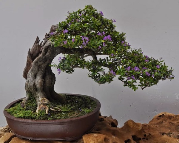 Cây Linh Sam bonsai