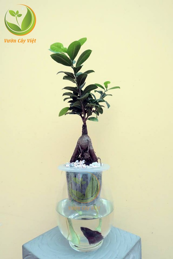 Cây Si bonsai