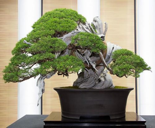 Địa chỉ bán cây bonsai mini uy tín trên địa bàn TP.HCM