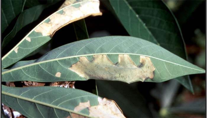 Các bệnh phổ biến trên cây sầu riêng vào mùa mưa