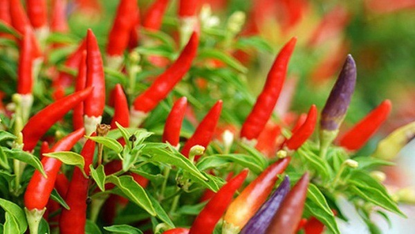 Chia sẻ cách bón phân cho cây ớt từ lúc xuống giống đến lúc thu hoạch