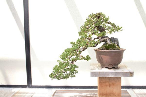 20 Thế Cây Bonsai Cổ điển Thu Hút Các Nghệ Nhân Hiện Nay Cây Cảnh 4612