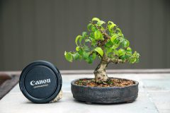 Kỹ thuật trồng cây Bonsai mini từ A đến Z