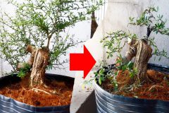 Kỹ thuật trồng cây Bonsai cơ bản