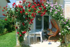 Cách trồng và chăm sóc cây hoa hồng tại nhà
