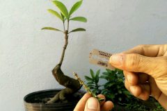 Tổng hợp các cách trồng cây bonsai từ rễ đến ngọn