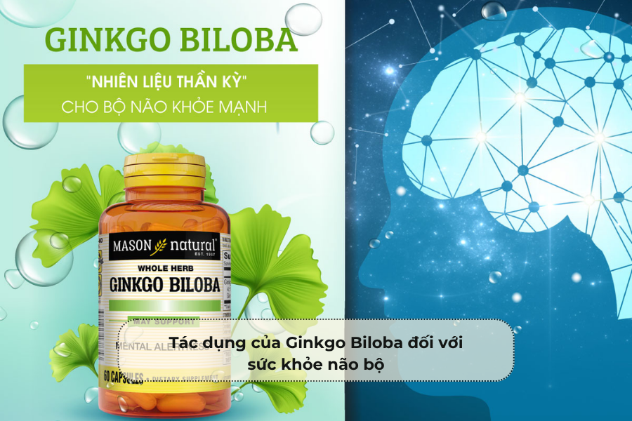 Tác dụng của Ginkgo Biloba đối với sức khỏe não bộ