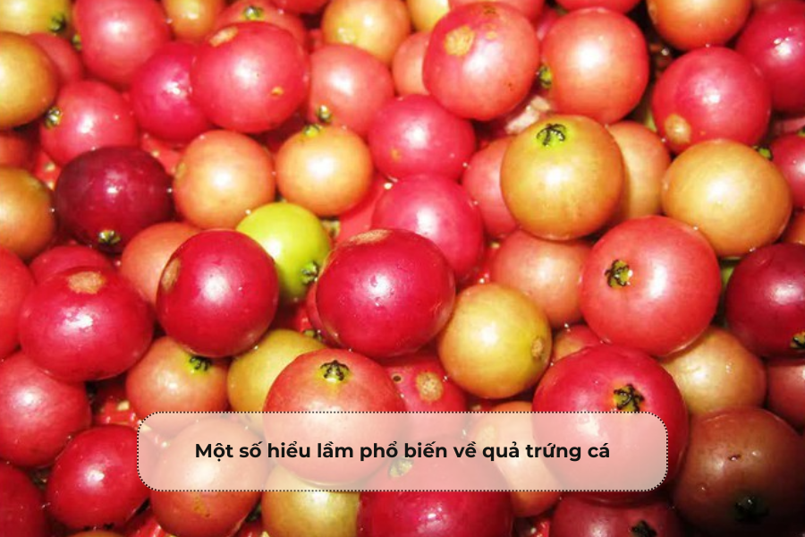 Một số hiểu lầm phổ biến về quả trứng cá