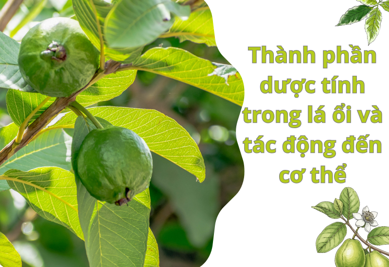 Thành phần dược tính trong lá ổi và tác động đến cơ thể