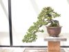 20 thế cây bonsai cổ điển, thu hút các nghệ nhân hiện nay