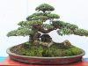 Cách chọn và tạo dạng trồng cây bonsai
