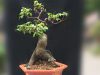 3 cách trồng bonsai cây ăn quả phổ biến, cho cây phát triển nhanh và đẹp