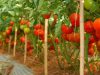Trồng cà chua theo tiêu chuẩn Vietgap