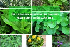 Top 9 loại cây thuốc hỗ trợ giải độc, tăng cường chức năng gan