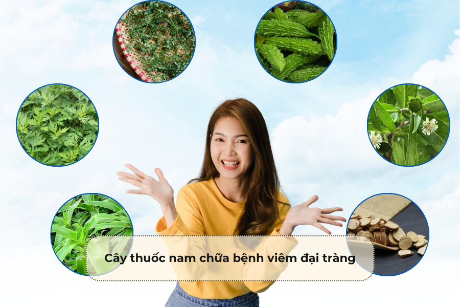 Cây thuốc nam chữa bệnh viêm đại tràng