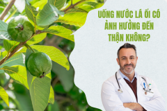 Uống nước lá ổi có ảnh hưởng đến thận không