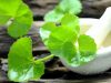 Phương pháp trị sẹo lồi bằng nguyên liệu tự nhiên hiệu quả cao