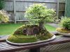 Bật mí cách trồng cây bonsai tại nhà đẹp mắt (phần 1)
