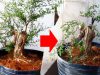 Kỹ thuật trồng cây Bonsai cơ bản