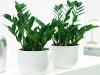 Cây kim tiền để trong phòng ngủ có tốt không