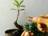 Tổng hợp các cách trồng cây bonsai từ rễ đến ngọn