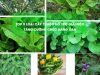 Top 9 loại cây thuốc hỗ trợ giải độc, tăng cường chức năng gan
