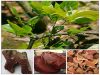 3 loại trà dược ngừa suy giảm tế bào máu