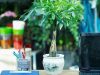 Cây kim ngân hợp với tuổi nào?