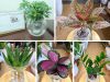 Gợi ý địa chỉ mua cây cảnh mini uy tín tại Tp.HCM