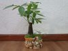 Cây Kim Ngân để bàn và ý nghĩa của chúng