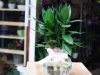 Cây phát tài búp sen hợp mệnh gì, tuổi gì