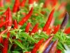 Chia sẻ cách bón phân cho cây ớt từ lúc xuống giống đến lúc thu hoạch