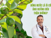 Uống nước lá ổi có ảnh hưởng đến thận không? Giải đáp chi tiết từ góc nhìn sức khỏe